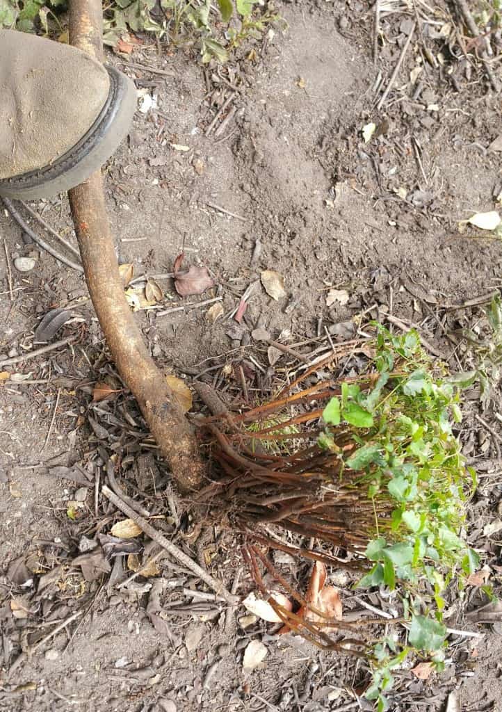 Poison Oak - Tiny Plants Big Root